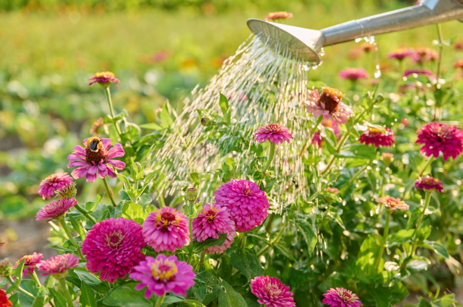 watering zinnia flowers