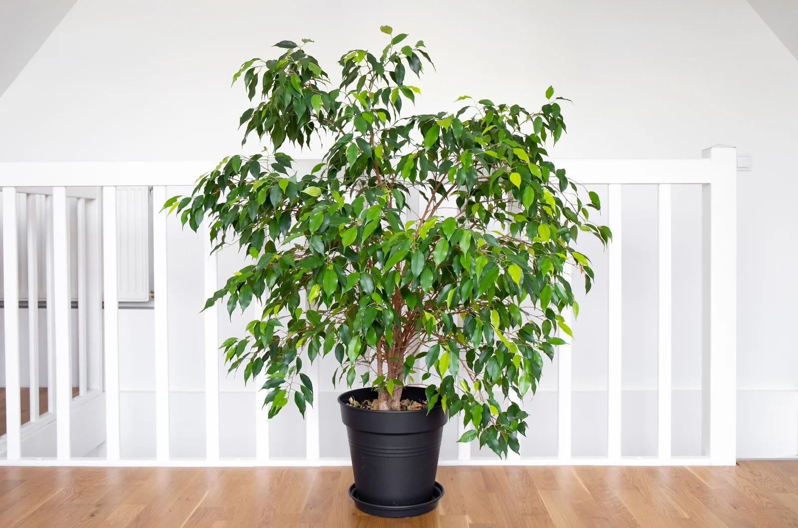 weeping fig plant indoors in a black pot