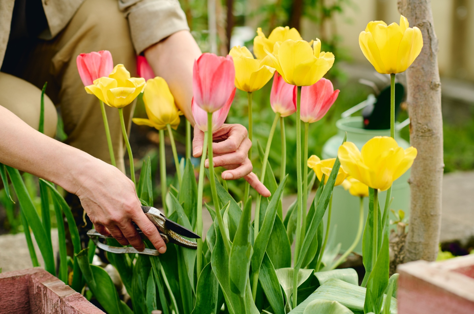 woman cutting tulips