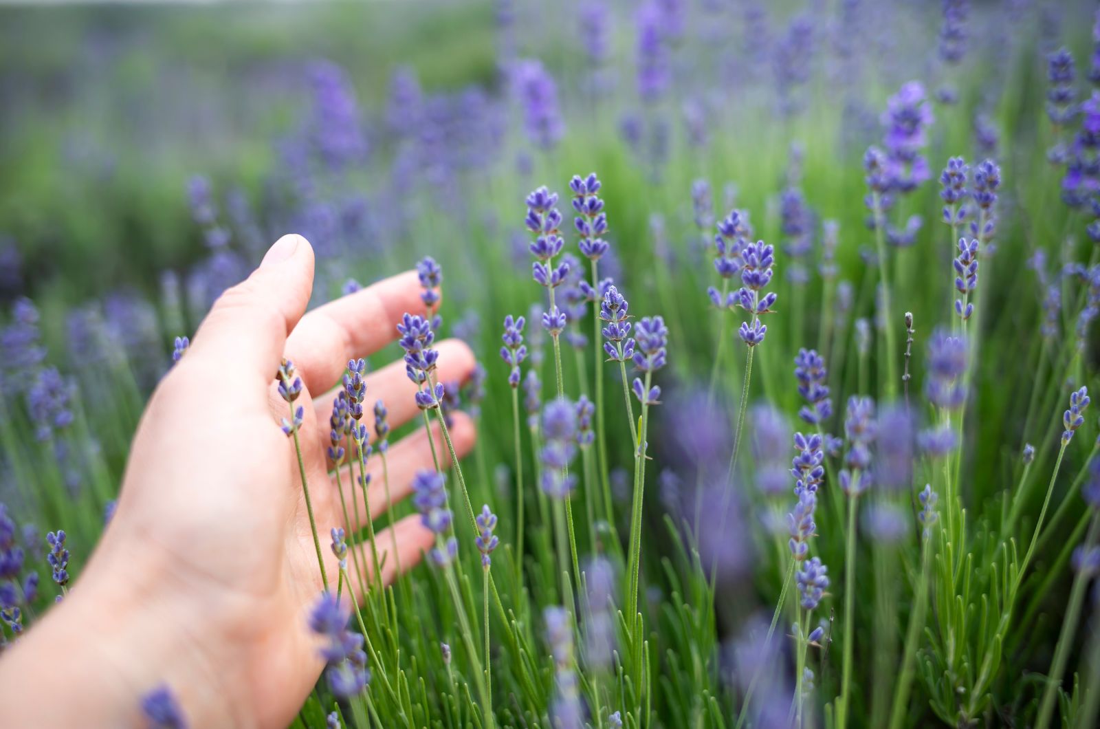 woman hand with lavender