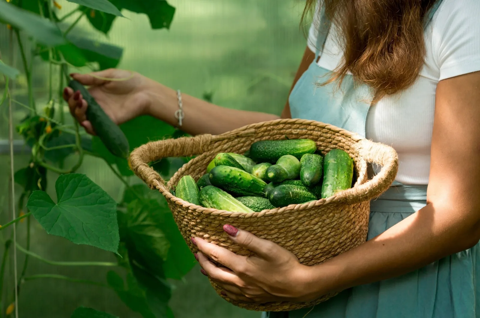 woman harvesting cucumbers