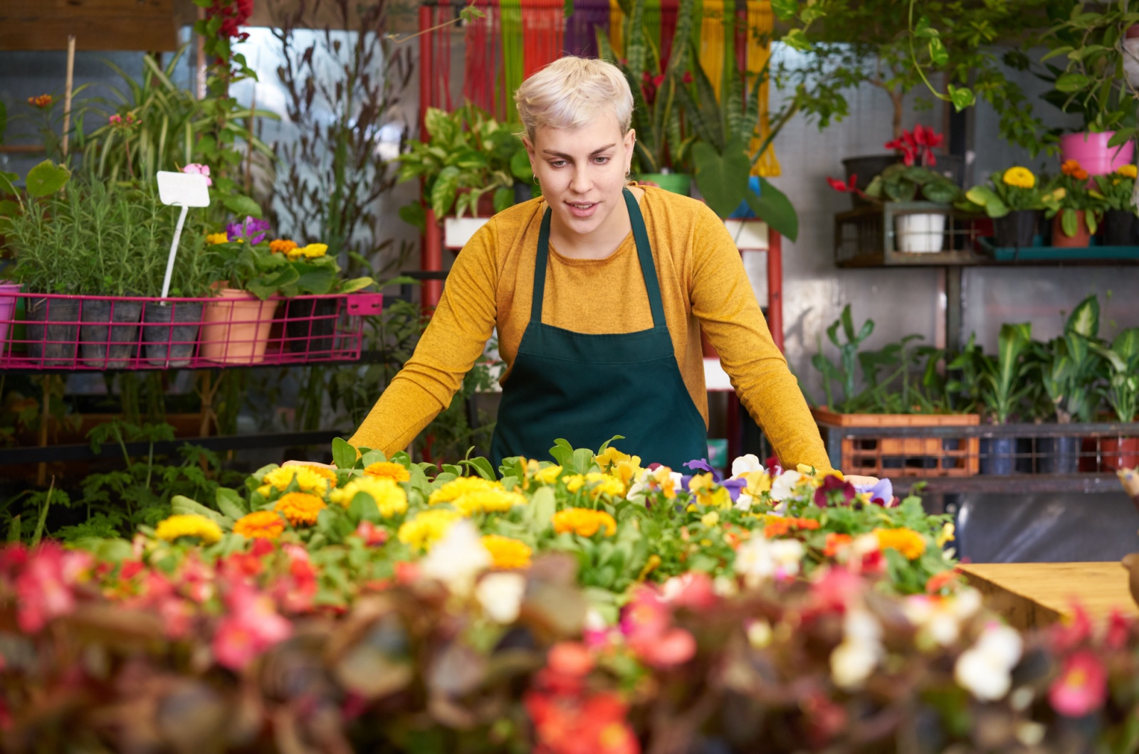 woman looking at colorful flowers