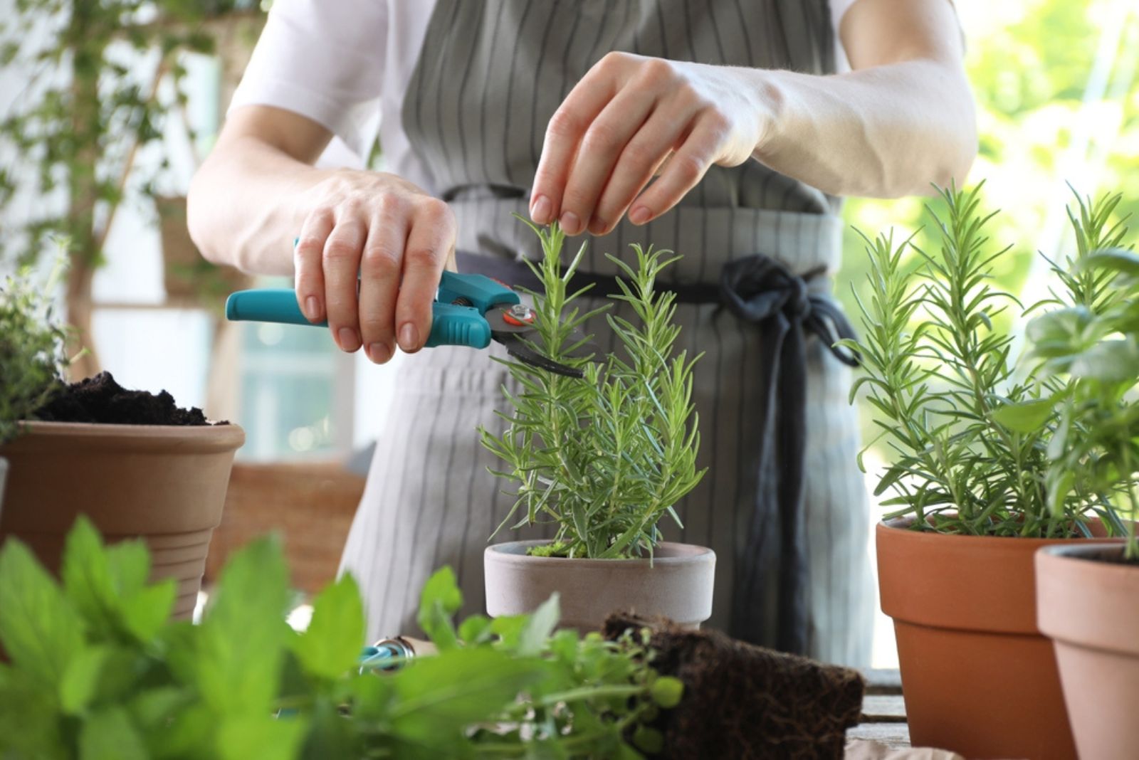 woman pruning rosemary