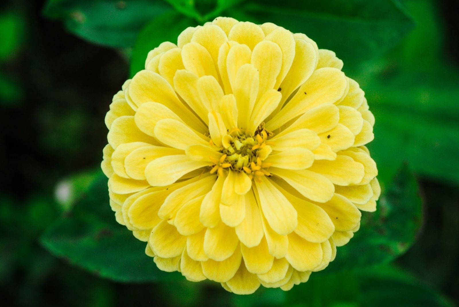 yellow Zinnia