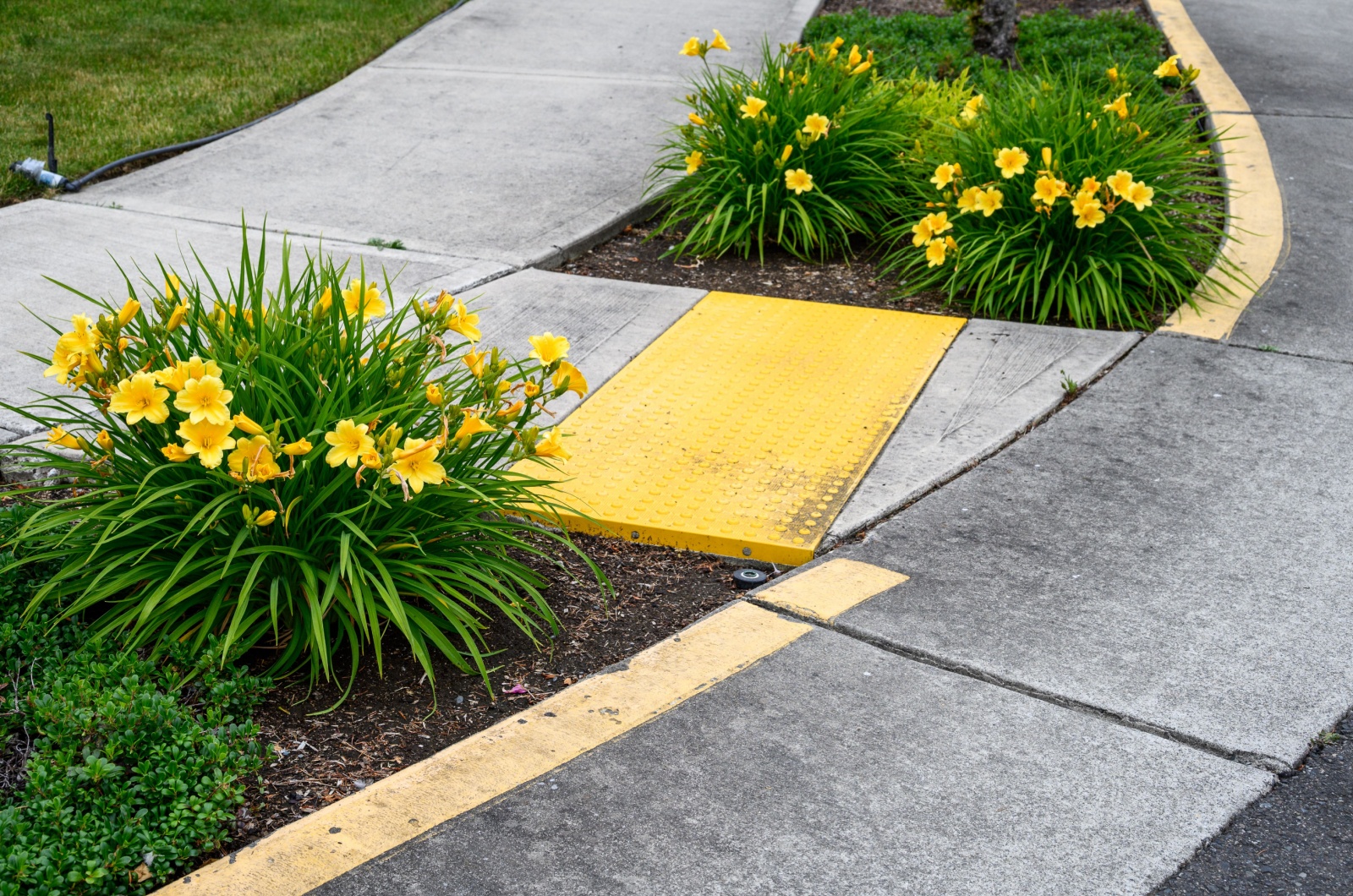 yellow daylilies