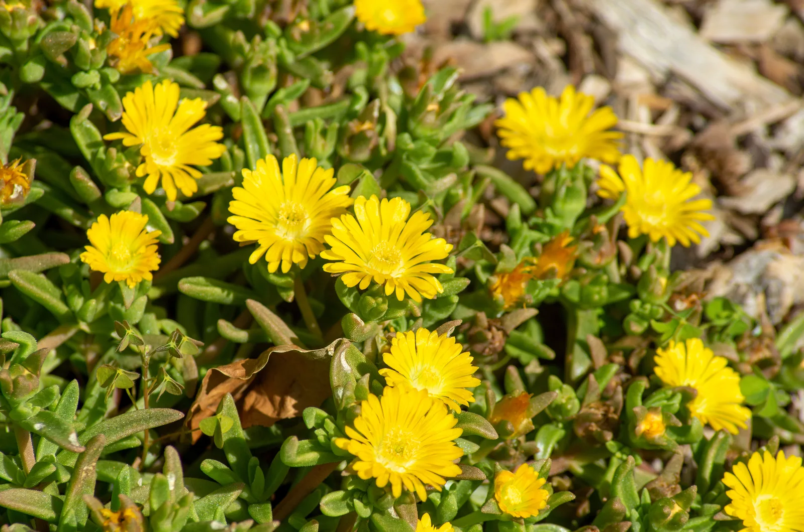 yellow ice plant in a garden
