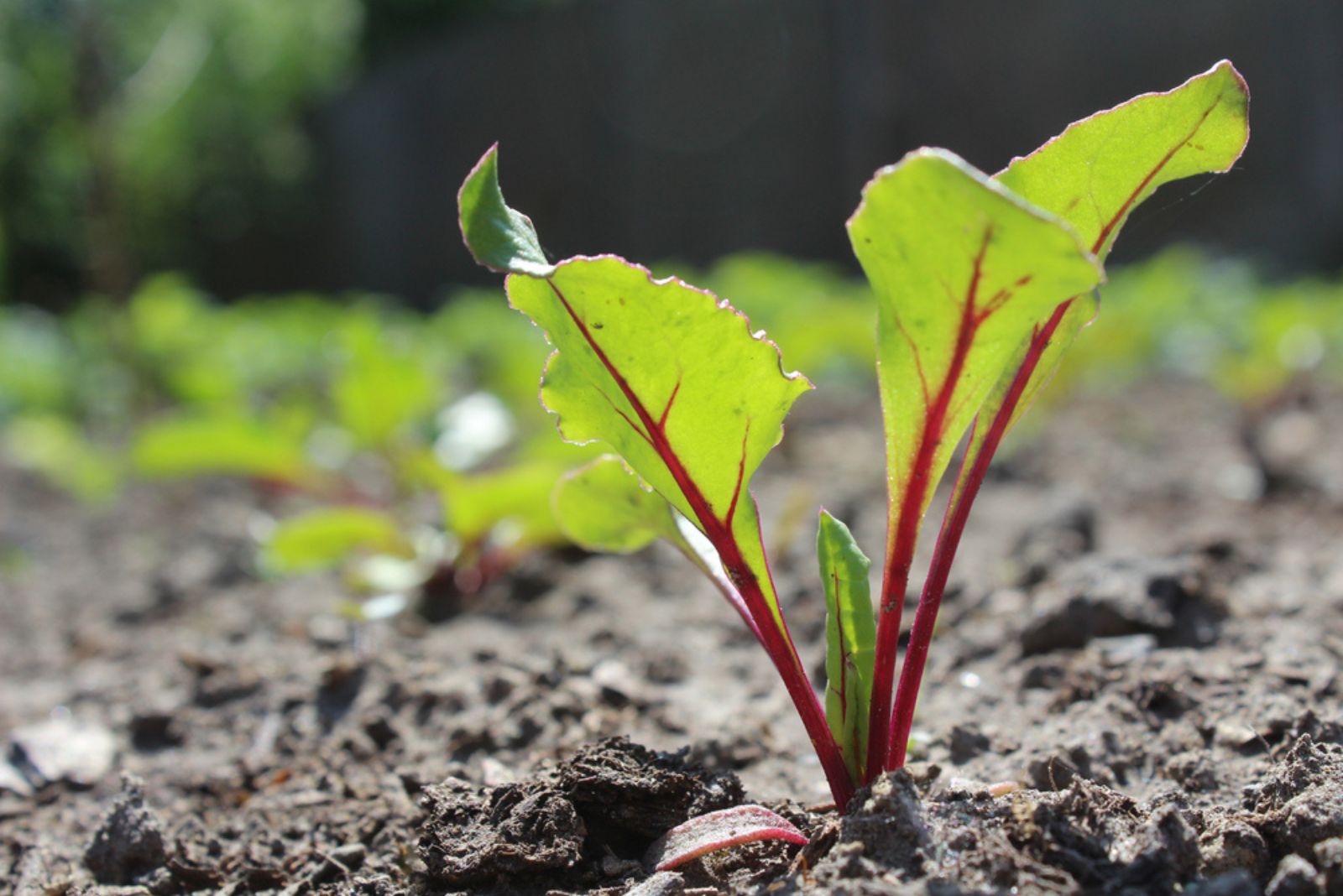 young beetroot plant