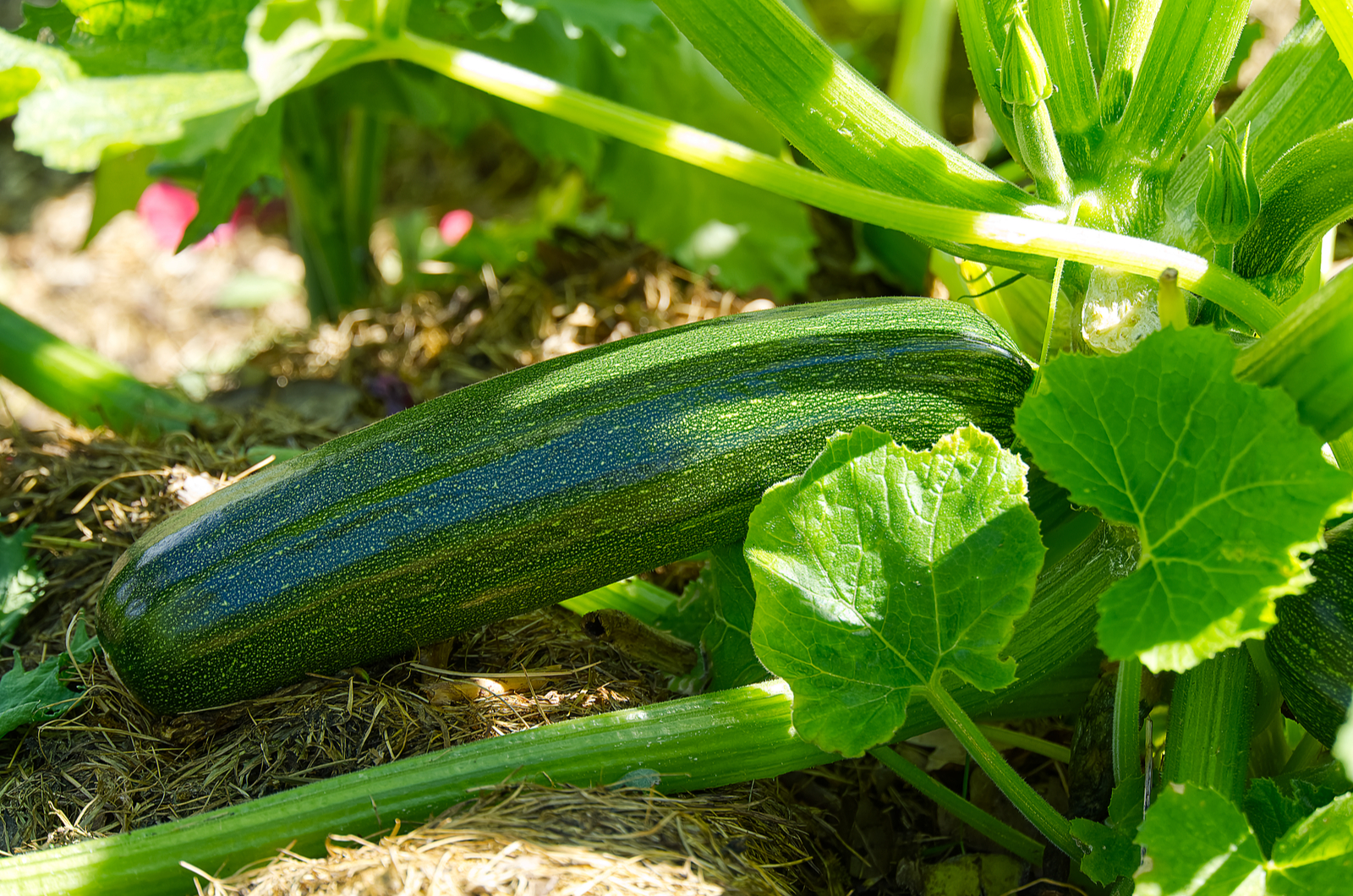 zucchini in garden