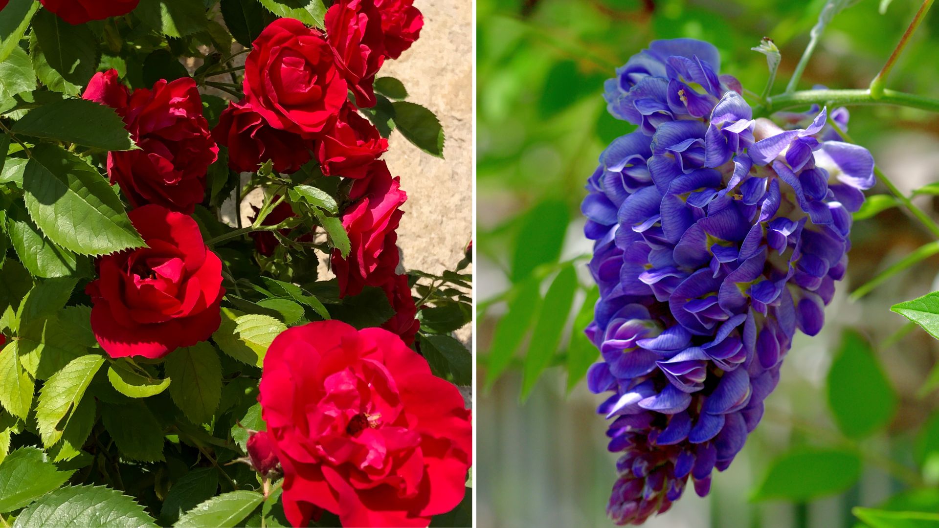 10 Best Plants To Cover Your Fence and Elevate Your Garden