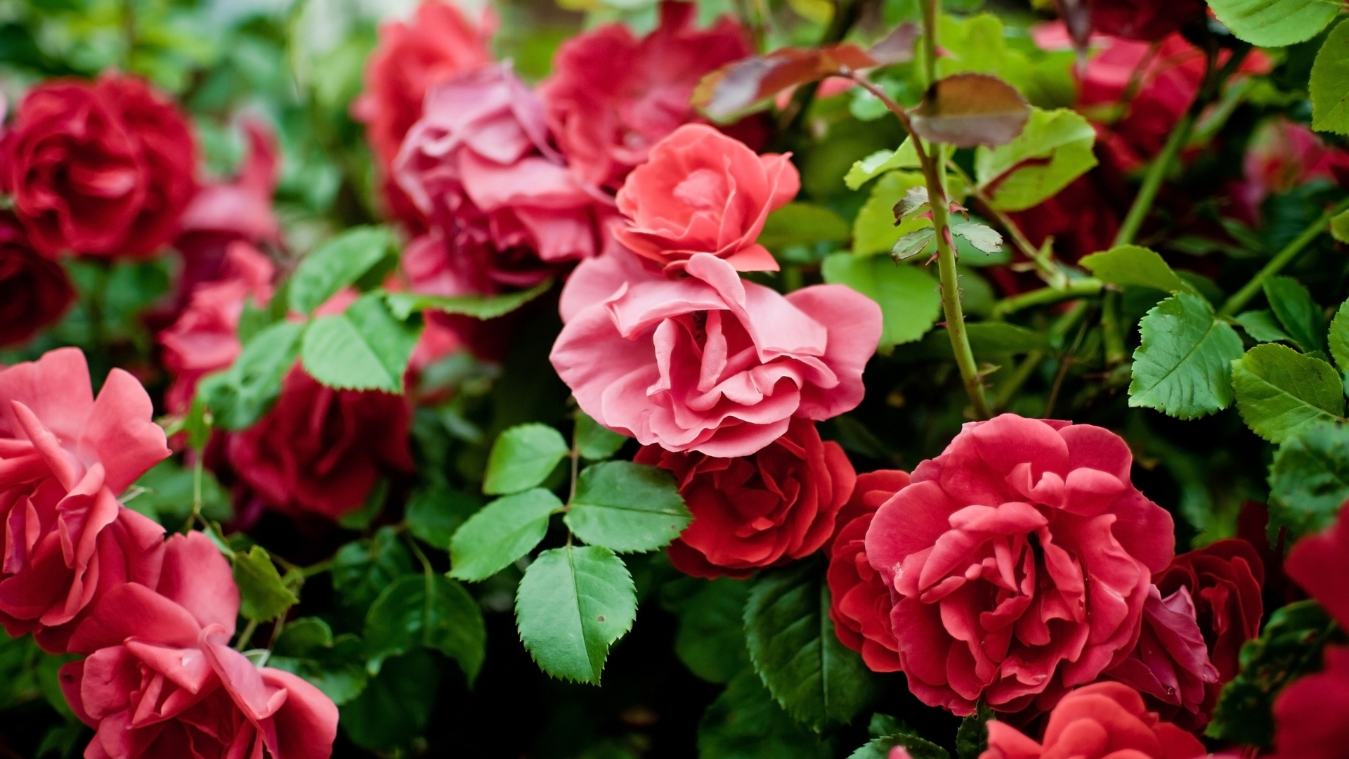 reasons your roses aren’t blooming this season