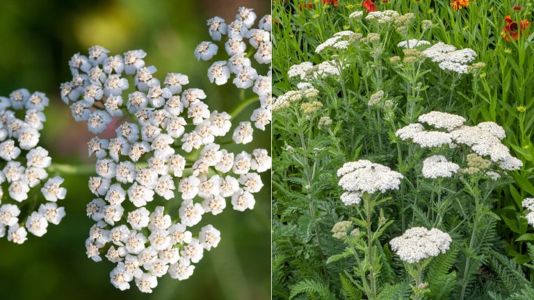 white yarrow flowers
