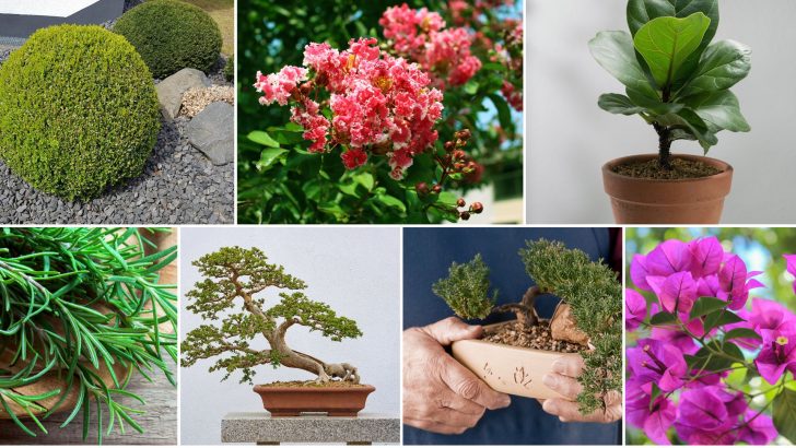 11 Types Of Bonsai Trees Perfect For Beginners