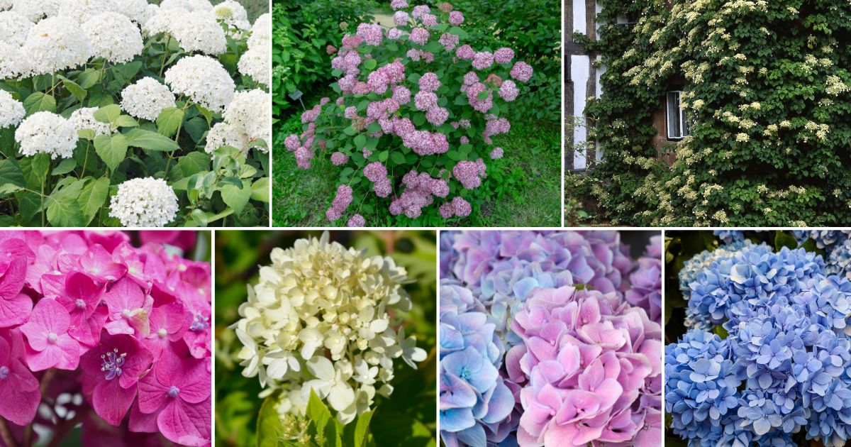 15 LowMaintenance Hydrangeas That Are Nearly Impossible To Kill