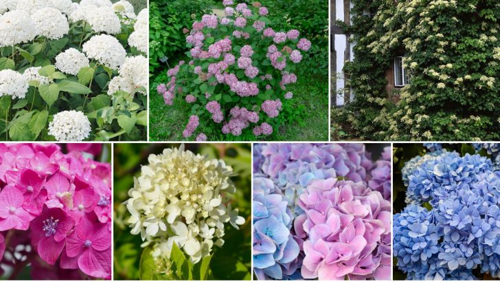 15 Low-Maintenance Hydrangeas That Are Nearly Impossible To Kill