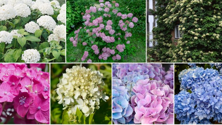 low maintenance hydrangeas