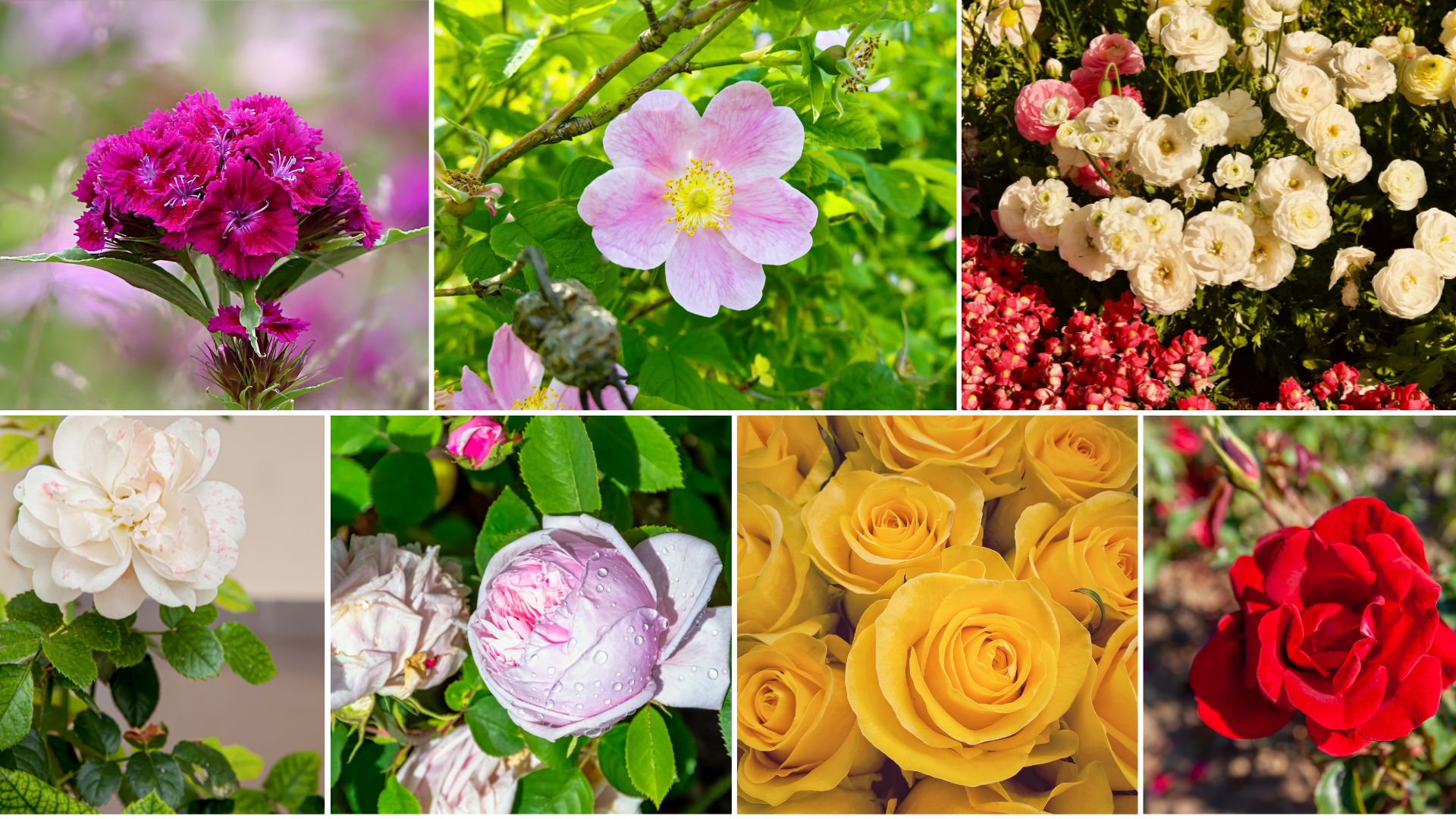 17 Tough Roses That Even Beginners Can’t Kill