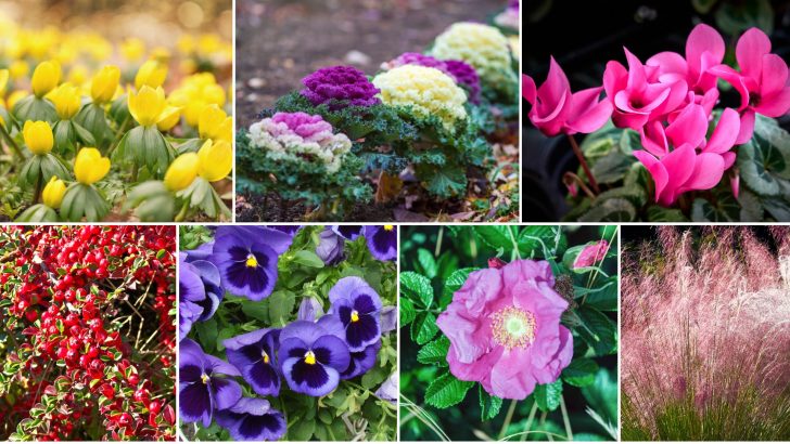 24 Plants To Keep Your Garden Vibrant And Lively During Winter