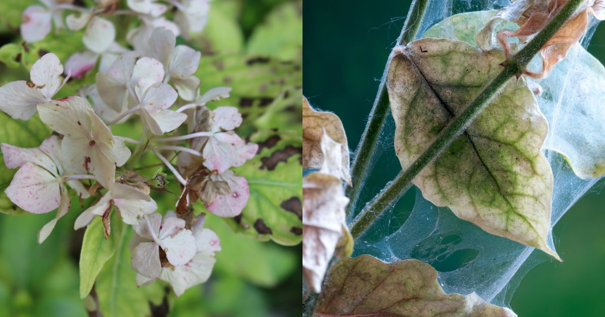 3 Main Reasons Your Hydrangea Leaves Are Turning Yellow
