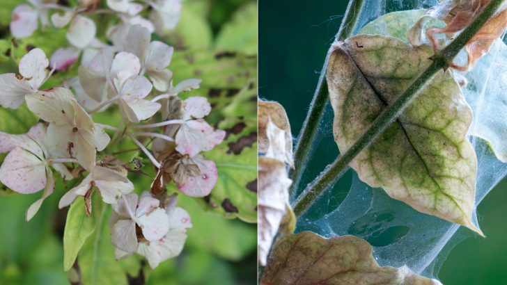 3 Main Reasons Your Hydrangea Leaves Are Turning Yellow