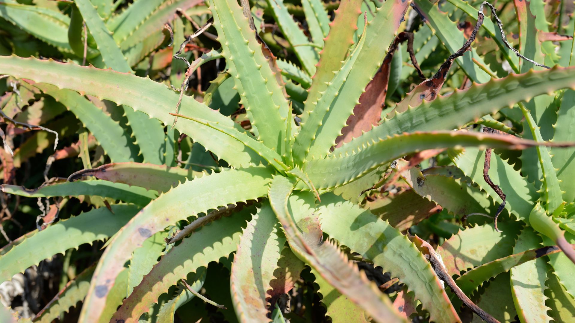 3 Reasons Your Aloe Plant Is Browning & How To Fix It