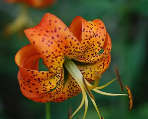 Turk Cap's Lily Bulbs