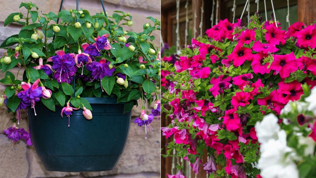 5 Best Plants For Hanging Baskets