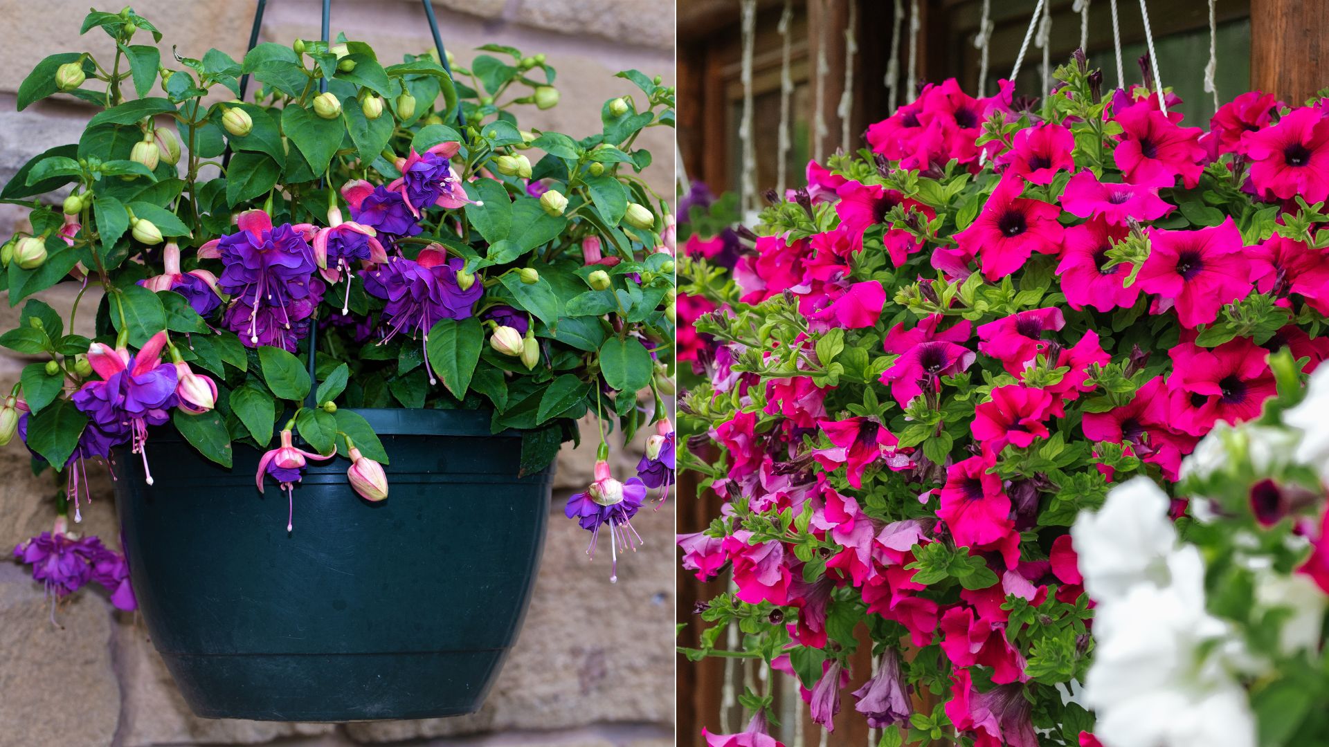 plants in hanging baskets