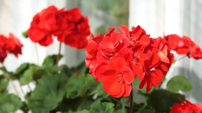 photo of blooming geraniums