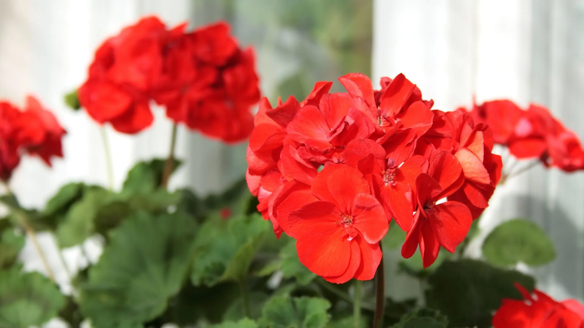 These 5 Simple Methods Will Keep Your Geraniums Blooming All Season Long
