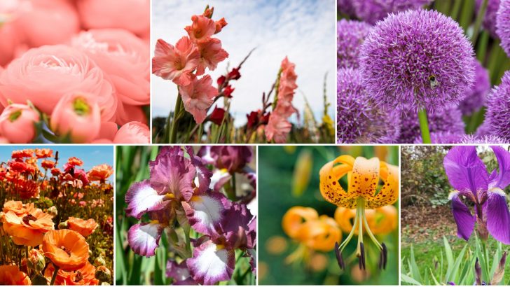 5 Effortless Flowers To Order Now For A Gorgeous Garden Next Year