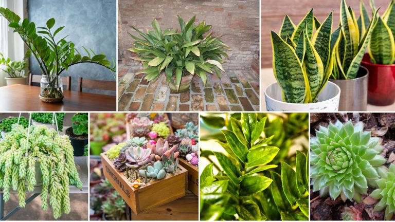 5 Resilient Houseplants That Can Thrive In Any Conditions!