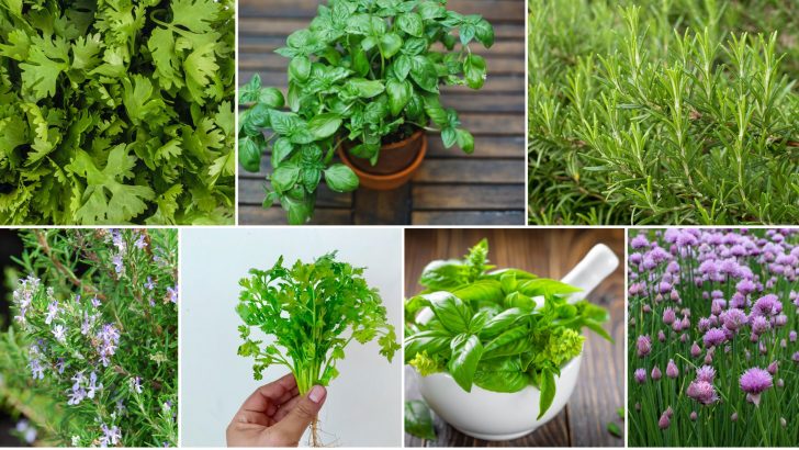 5 Steps For Growing Grocery Store Herbs
