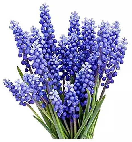 15 Grape Hyacinth - Muscari Armeniacum