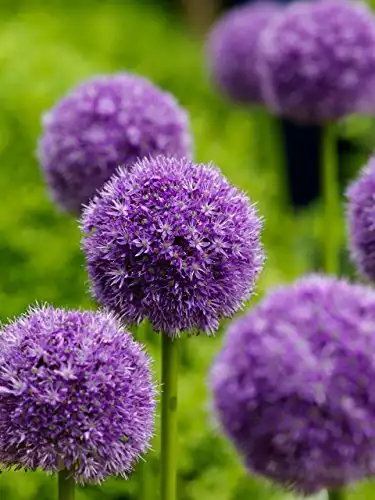 Allium Giganteum Flower Seeds