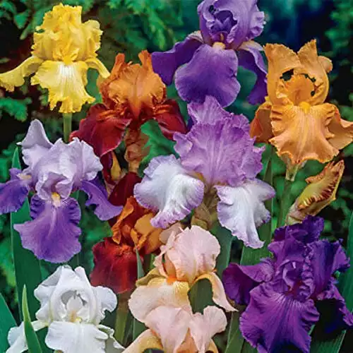 Bearded Iris Bulbs Plant