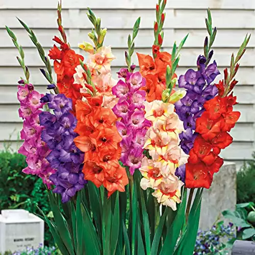 Summer Flowering Bulb Mixture