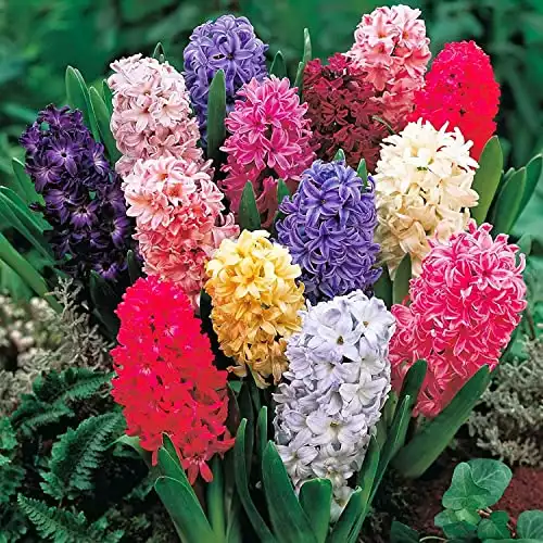 Mixed Color Hyacinth Seeds Beautiful Flowers