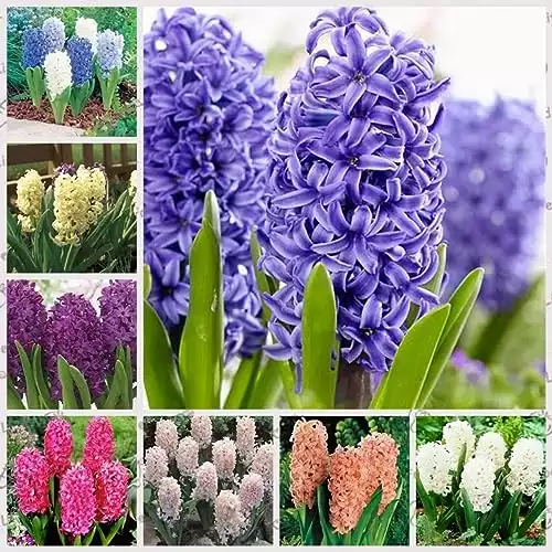 Hyacinth Bulbs Mixed