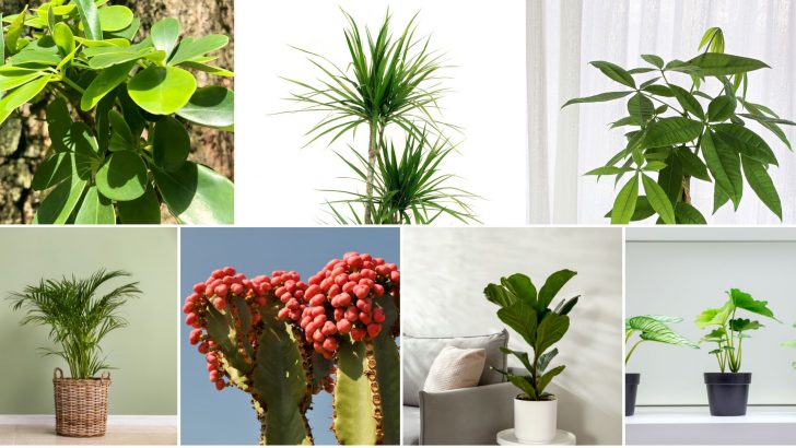 7 Low Maintenance Trees Perfect For Growing Indoors