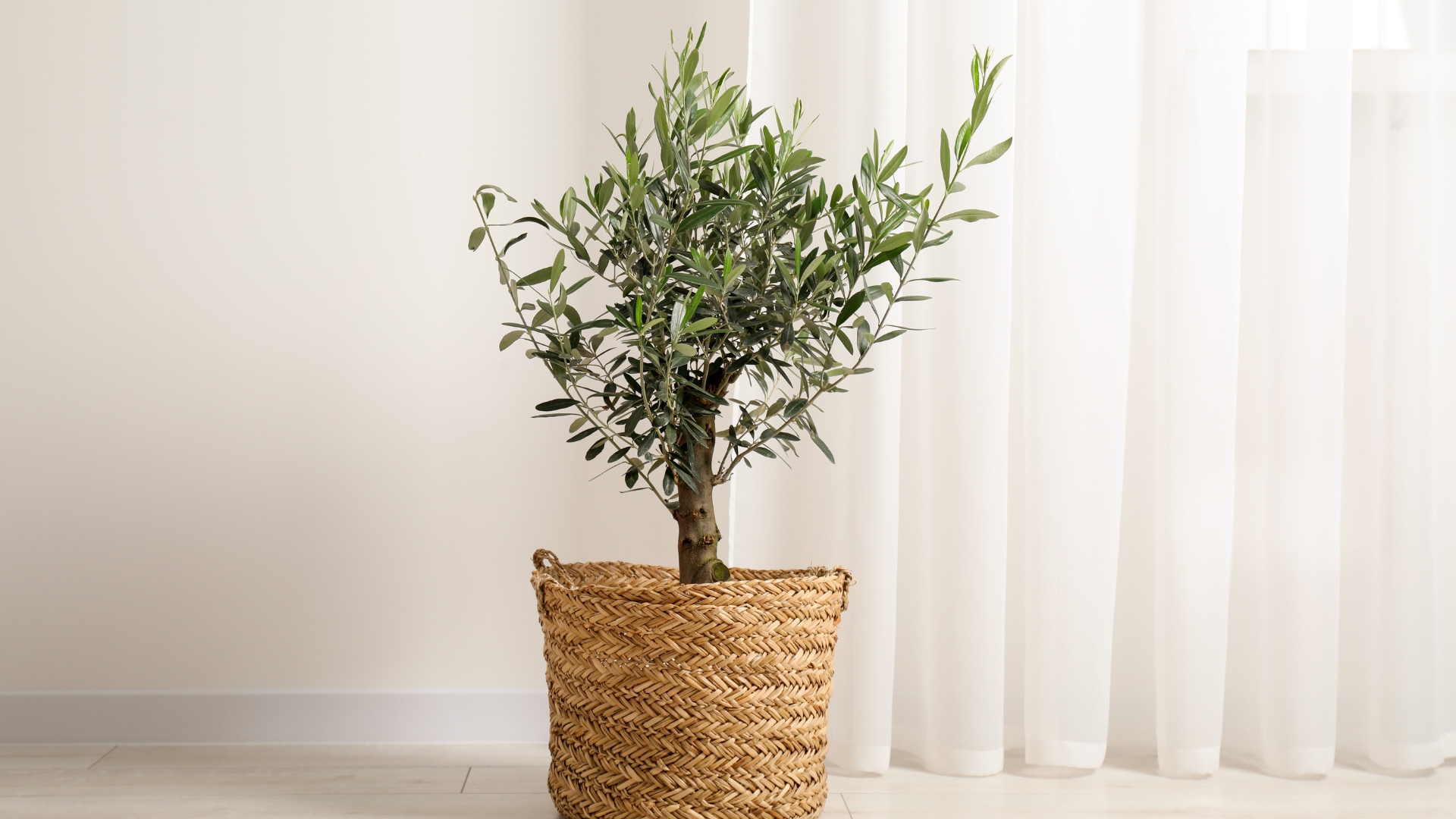 7 Low Maintenance Trees Perfect For Growing Indoors