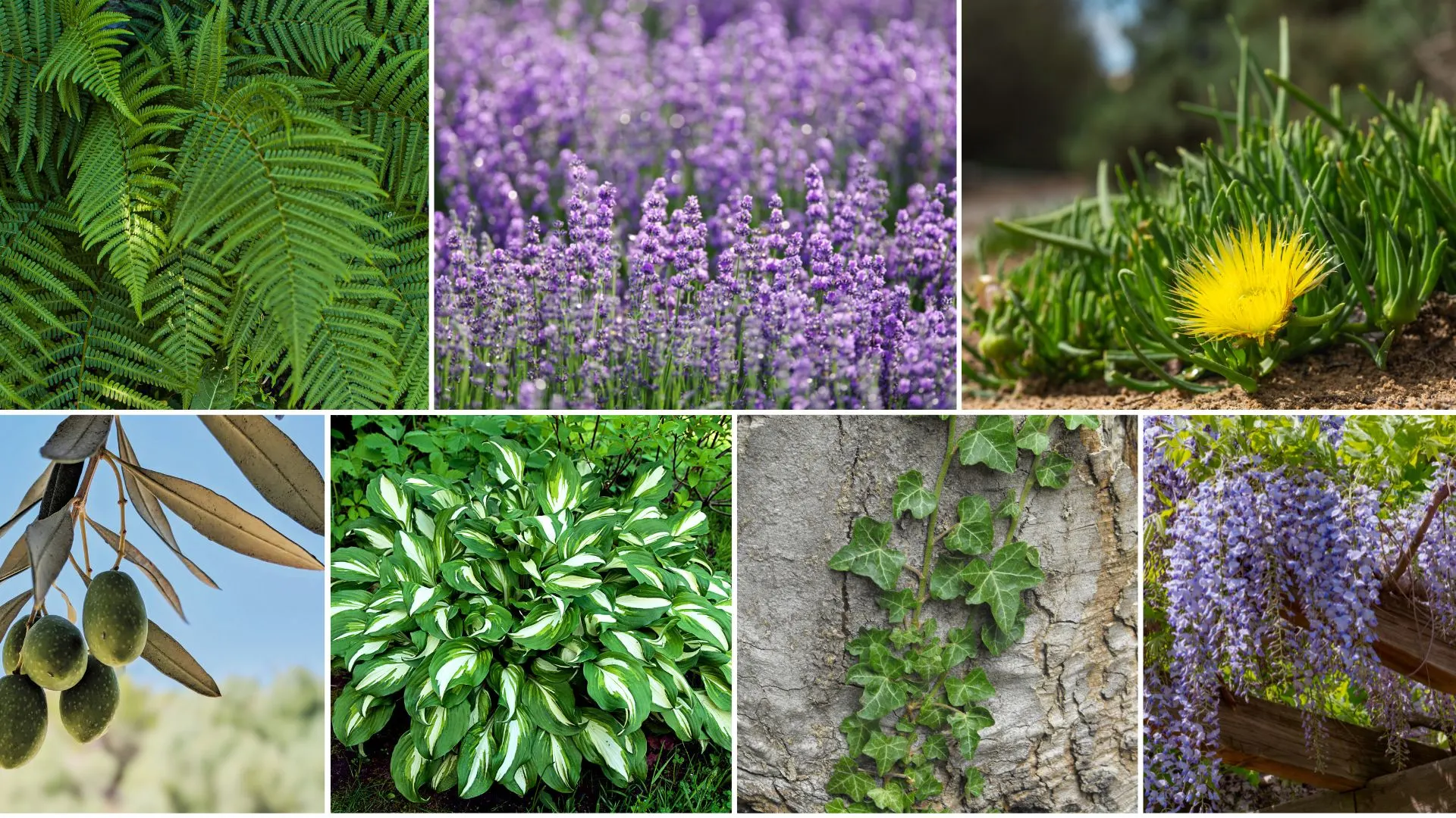 front door plants