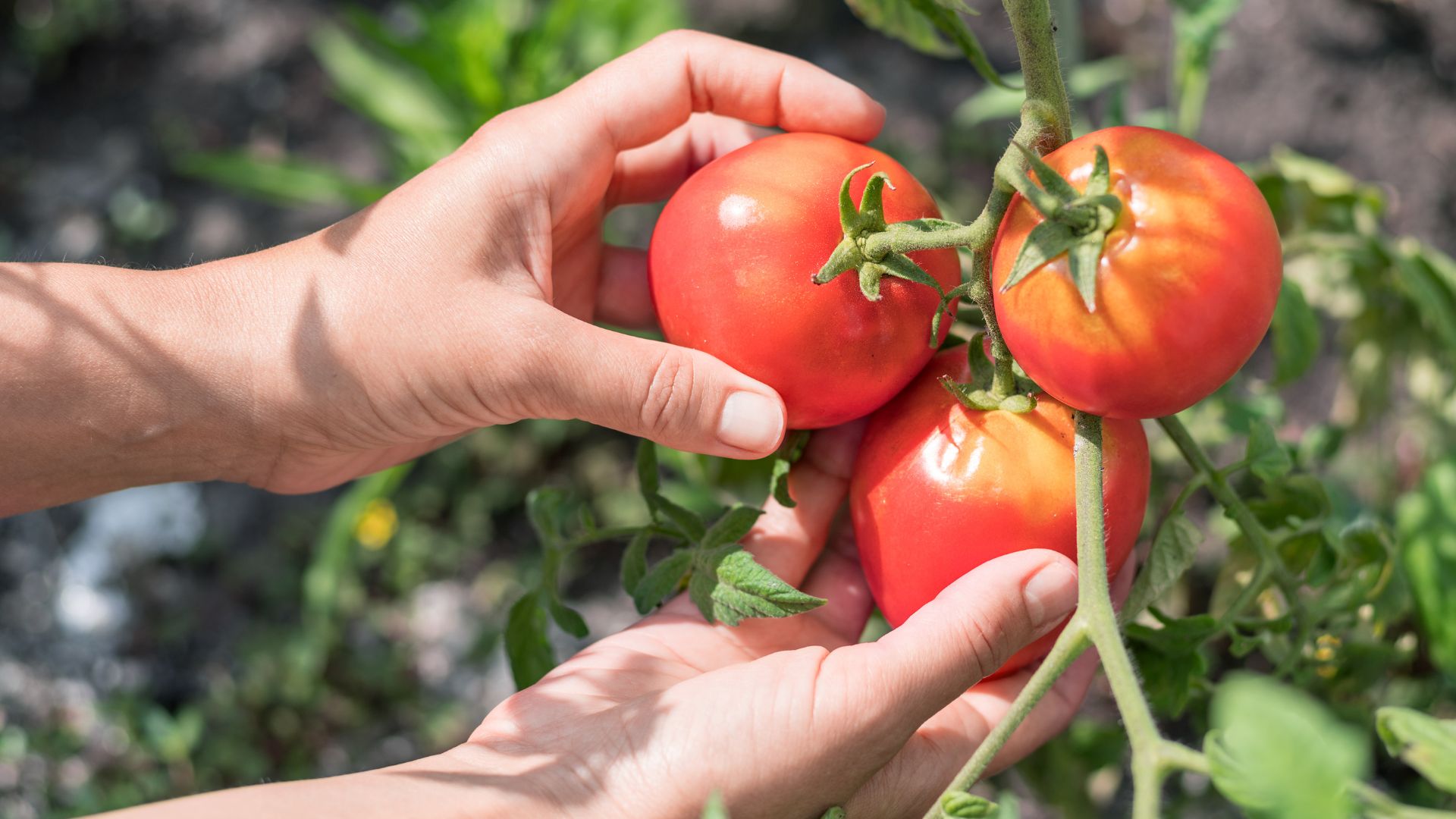 7 Tips For Harvesting Tomatoes Like A Pro
