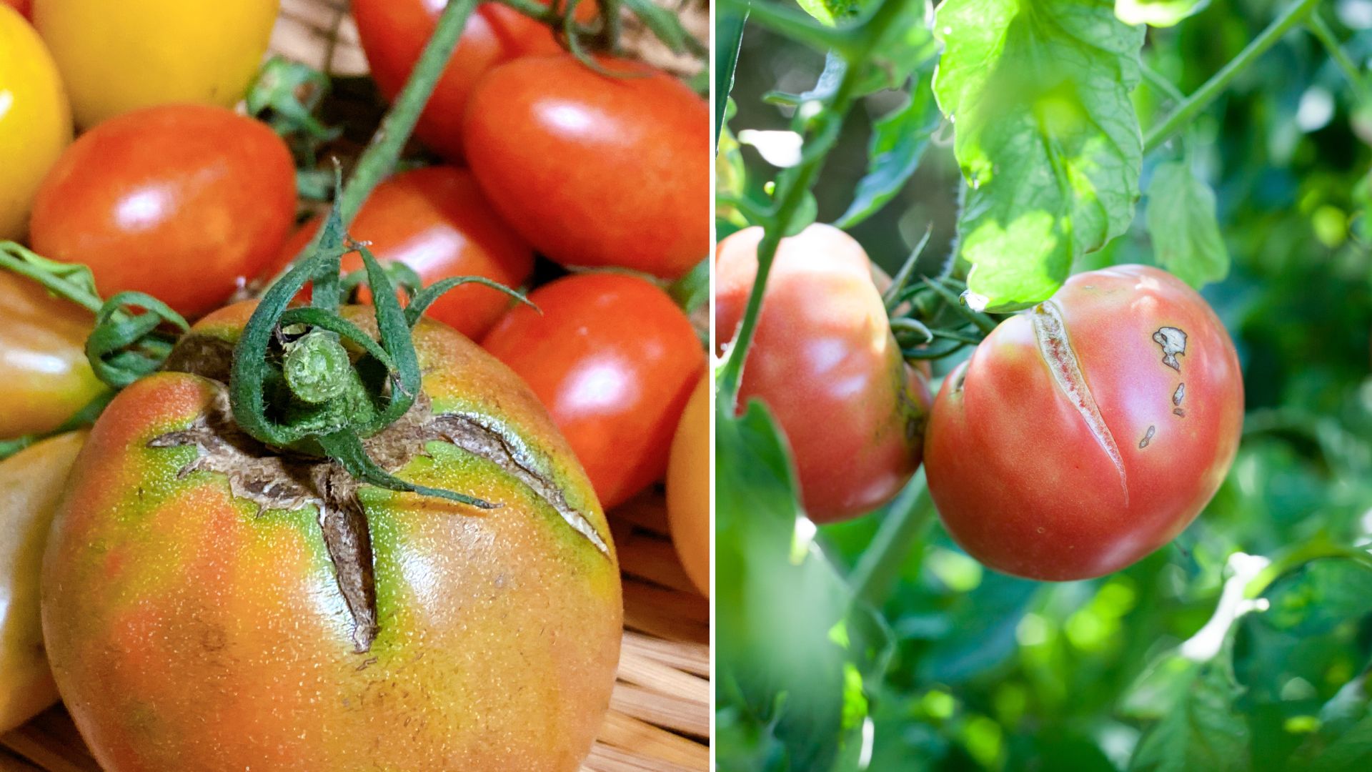 Tomato cracking in garden