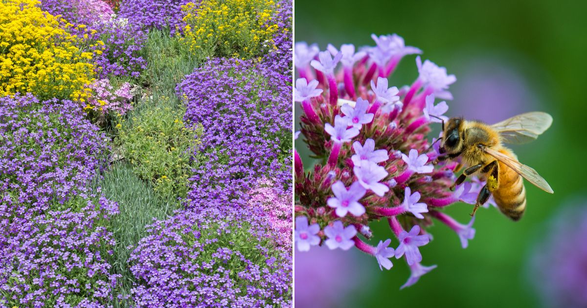 7 Uses For Ground Cover Plants In Your Yard