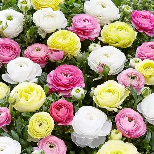 25 Pastel Mixed Ranunculus Bulbs for Planting