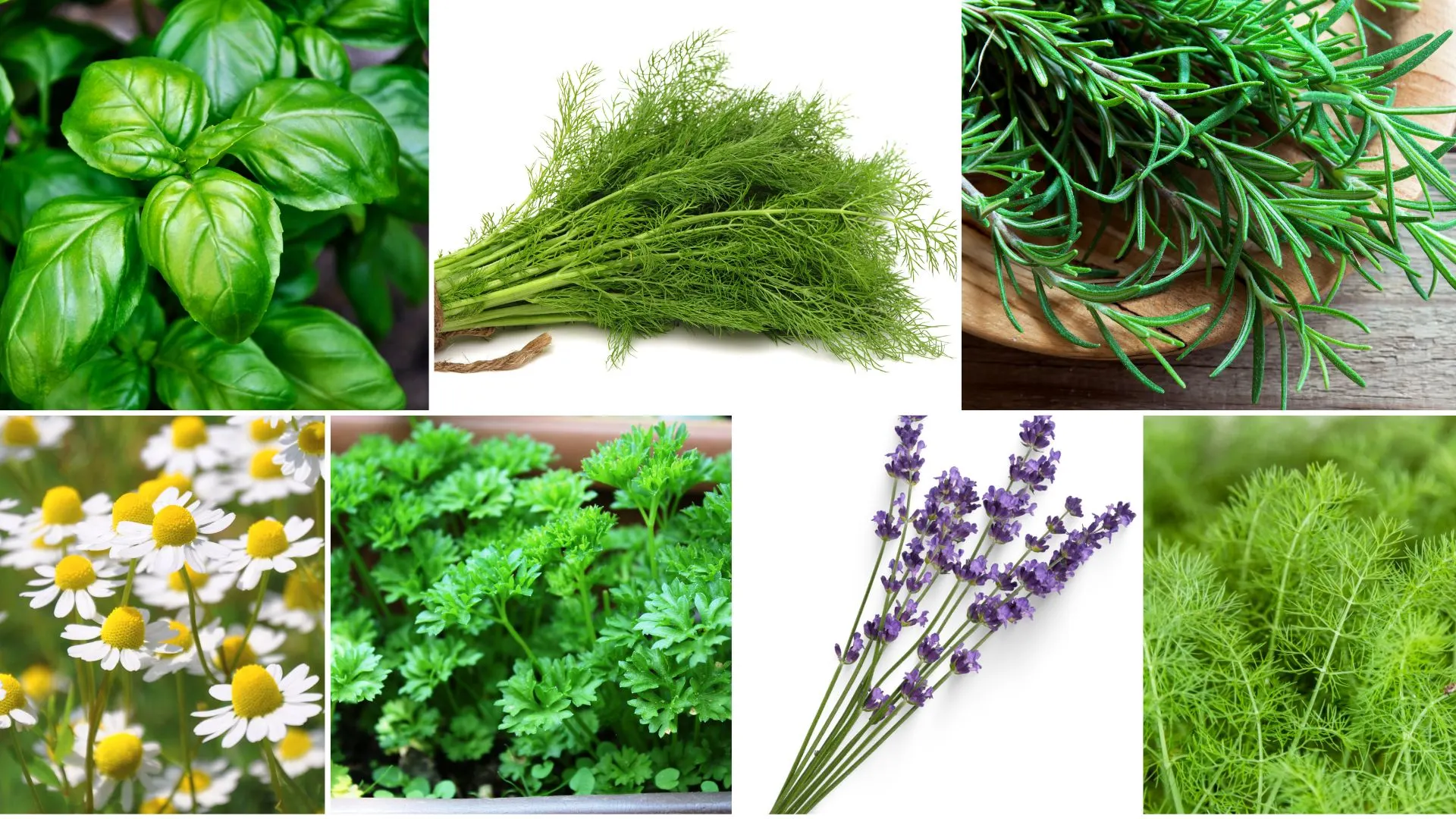 photo of herbs