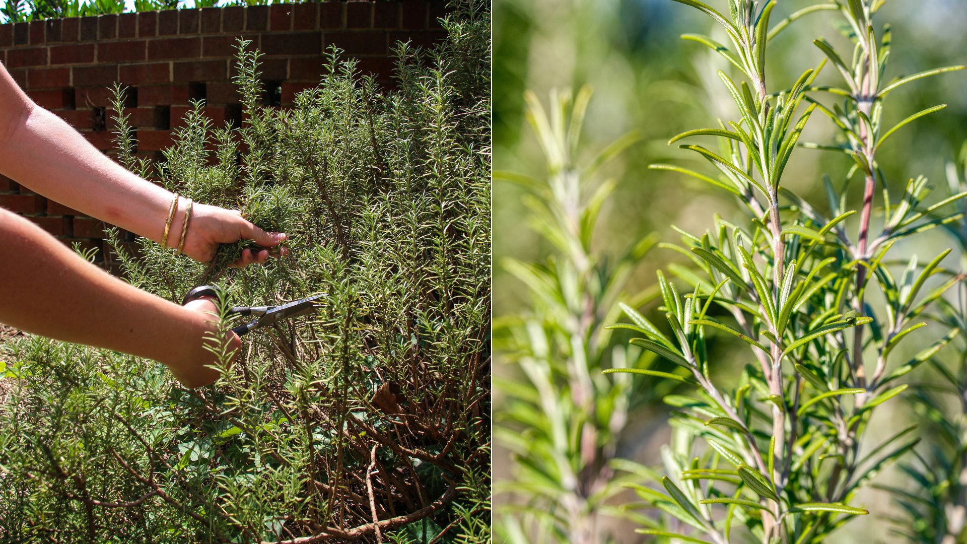 8 Tips For Taking And Starting Rosemary Cuttings