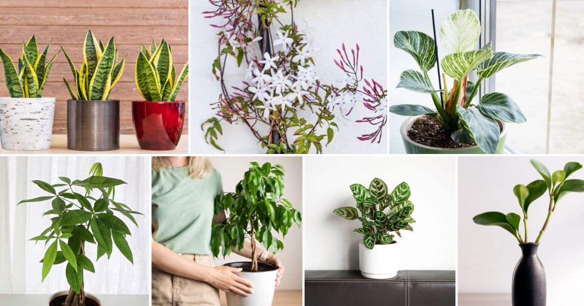 9 Best Indoor Plants For Feng Shui That Will Leave You Speechless