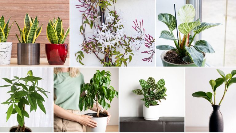 best indoor plants