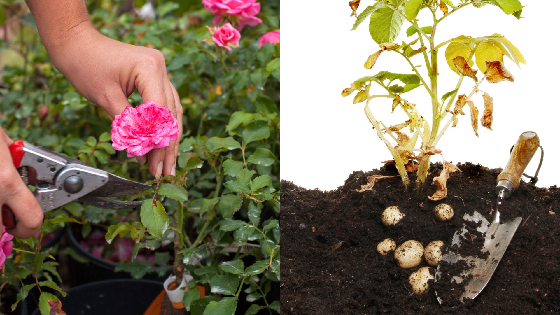 A 5-Step Guide To Growing Rose Cuttings in Potatoes